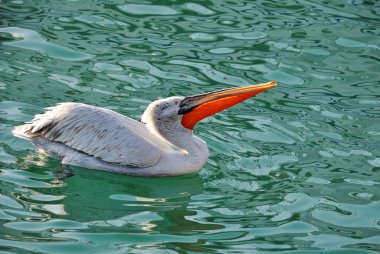 The male of a curly pelican swims in quiet water clipart