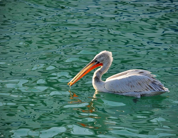 O macho de um pelicano encaracolado come pão no mar — Fotografia de Stock