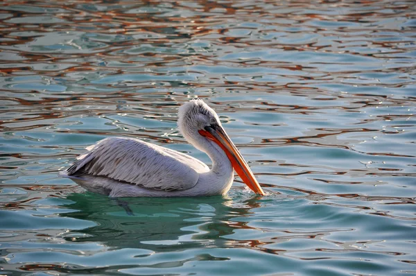 stock image The male of a curly pelican floats in a reservoir, having lowered a beak in