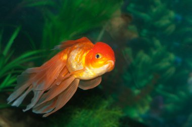 bir akvaryum altın oranda goldfish