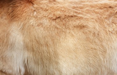 Furry skin of brown horse abstract background clipart