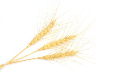 Beyaz arka plan üzerinde izole buğday veya arpa