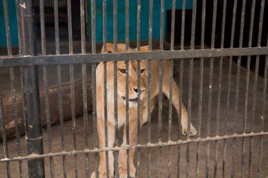 Lioness in zoo
