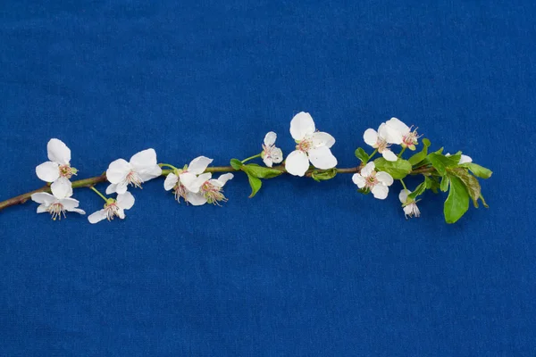 Яблучні квіти на синьому фоні — стокове фото