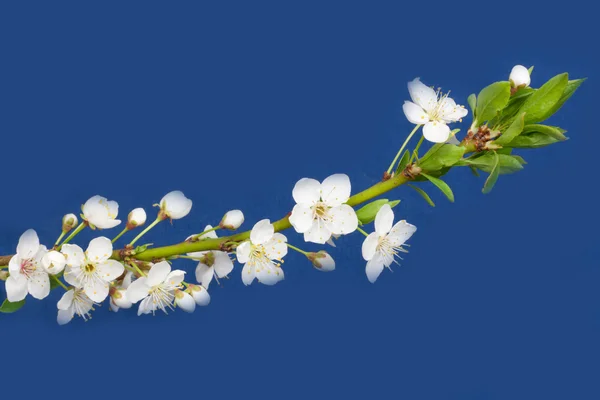 Mavi bir arka plan üzerinde elma çiçekleri — Stok fotoğraf