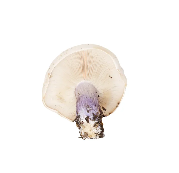 Piede fungo blu — Foto Stock