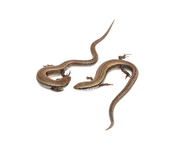 Two small lizards on a white background — Stock Photo, Image