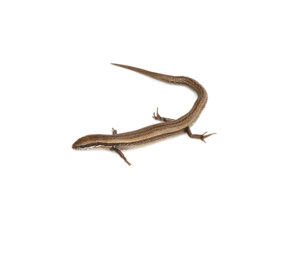 Lizard on a white background — Stock Photo, Image
