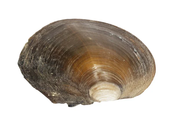 Řeka shell — Stock fotografie