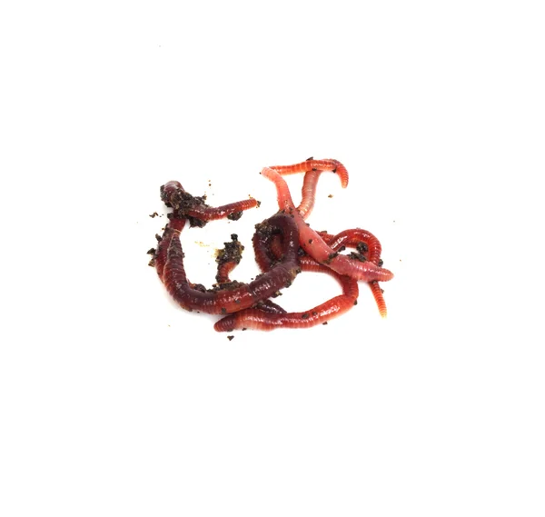 Kırmızı solucanlar — Stok fotoğraf