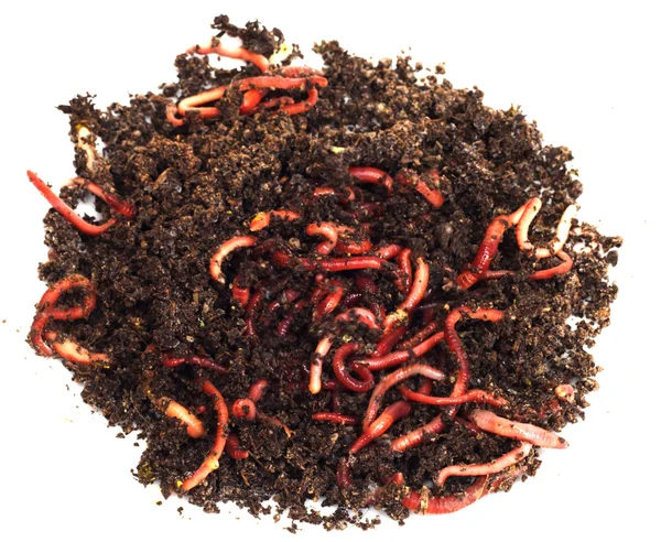 stock image Red worms in compost - bait for fishing