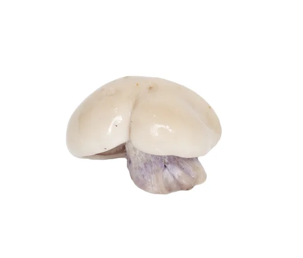 Цілий одиночний свіжий гриб поні ізольований на білому тлі — стокове фото