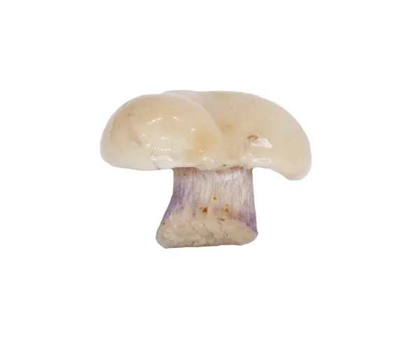 Cały jeden świeży porcini grzyb na białym tle — Zdjęcie stockowe