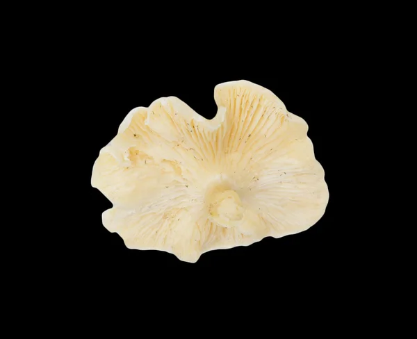 검은 배경에 표고버섯 — 스톡 사진