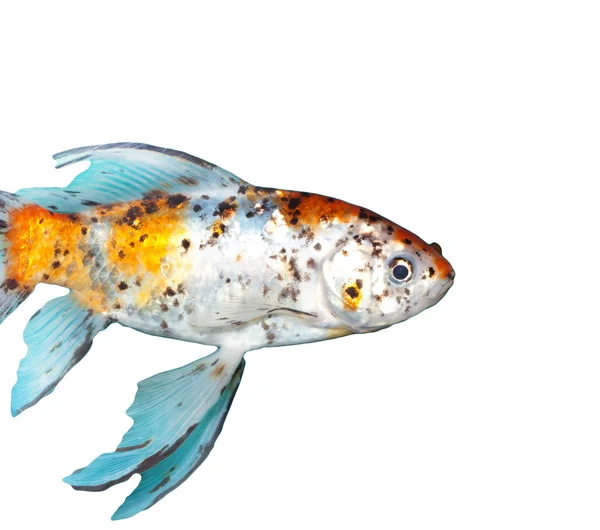 Pesce d'oro — Foto Stock