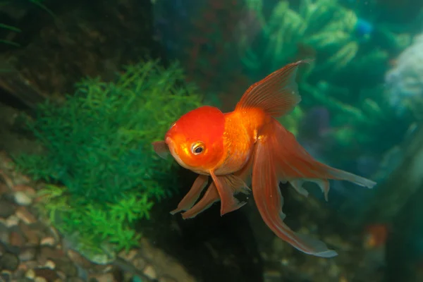 Oro oranda goldfish en un acuario —  Fotos de Stock