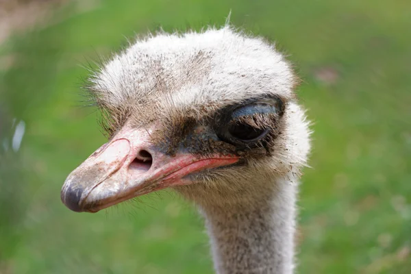 Vista lateral de la cabeza de avestruz sobre fondo soleado verde borroso —  Fotos de Stock