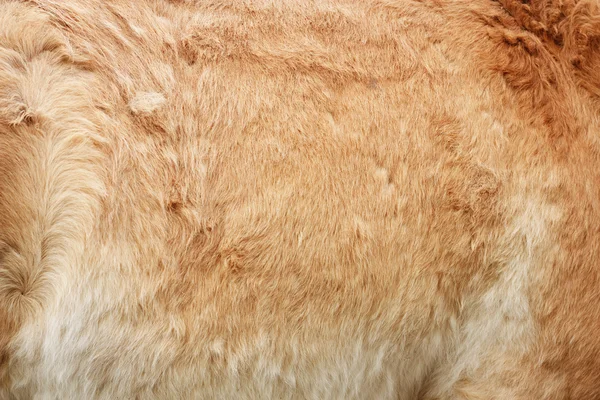 Futrzany skóra brązowy koń streszczenie tło — Zdjęcie stockowe