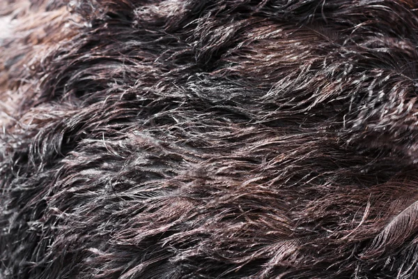 Ptak struś pióro brązowe tekstura tło — Zdjęcie stockowe