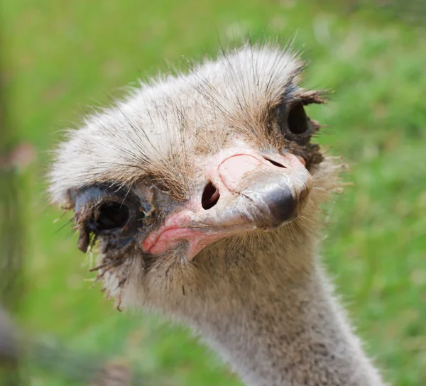 Ostrich head side view over blur green sunny background — Stock Photo, Image