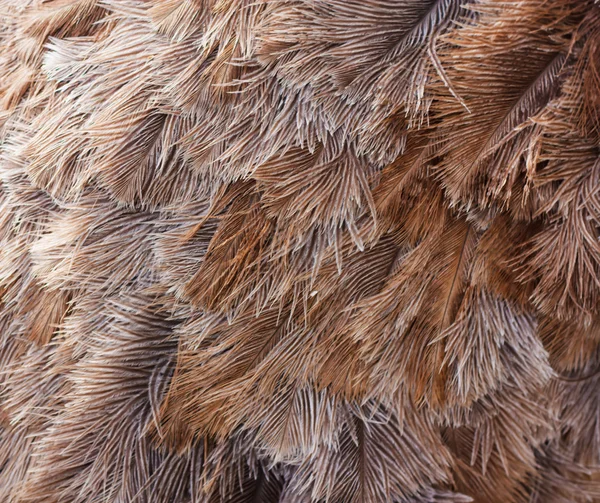 Фон з коричневої текстури птахів Ostrich — стокове фото