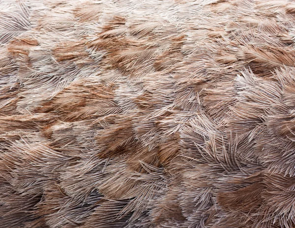 Avestruz pájaro pluma marrón textura fondo — Foto de Stock