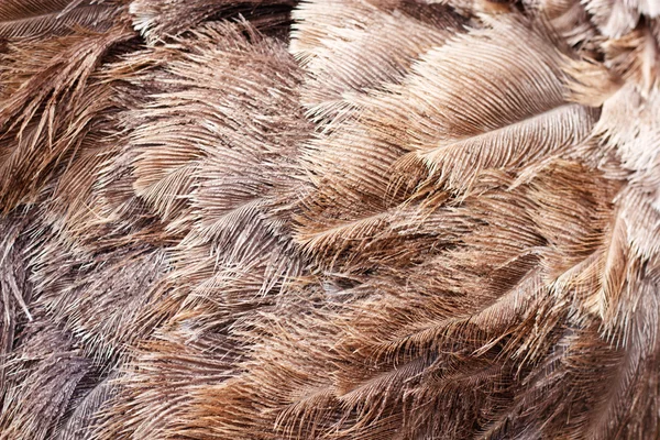 Arkaplan olarak devekuşu tüyleri — Stok fotoğraf