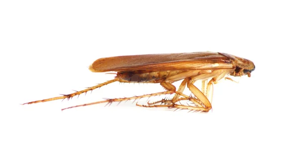 Close up van kakkerlak, maar het was sterven. — Stockfoto