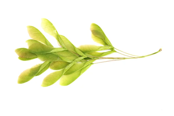 白い背景の上の新鮮な緑のかえでの種子のクローズ アップ — ストック写真