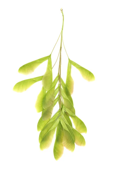 Крупный план свежих зеленых семян клена на белом фоне — стоковое фото