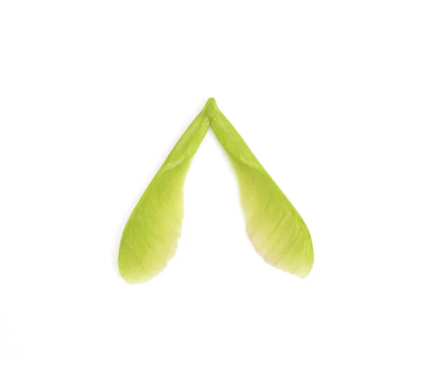 Close-up of fresh green maple seeds on white background — Stock Photo, Image