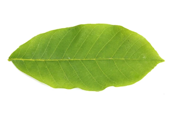Walnut leaf isolated on white — Stock Photo, Image