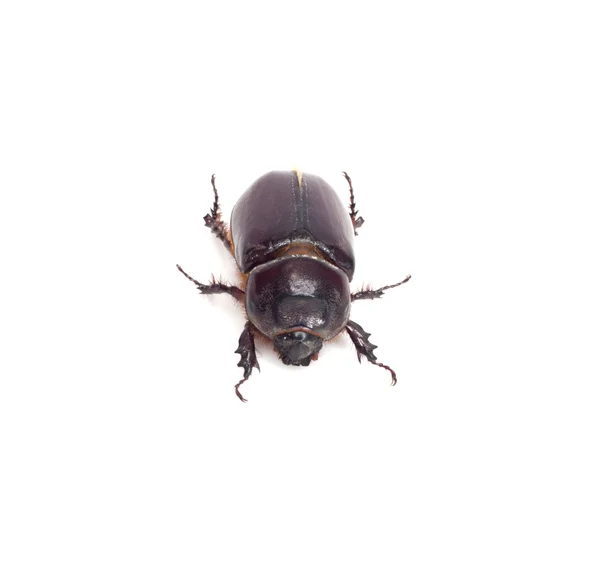 Insect dung beetle geïsoleerd op wit — Stockfoto