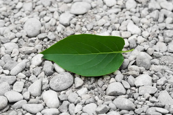 Зеленый лист с дерева на скалах — стоковое фото