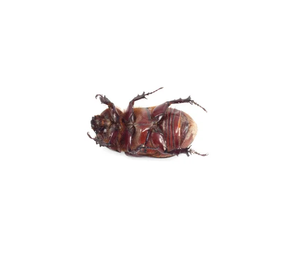 Besouro de estrume de inseto isolado em branco — Fotografia de Stock