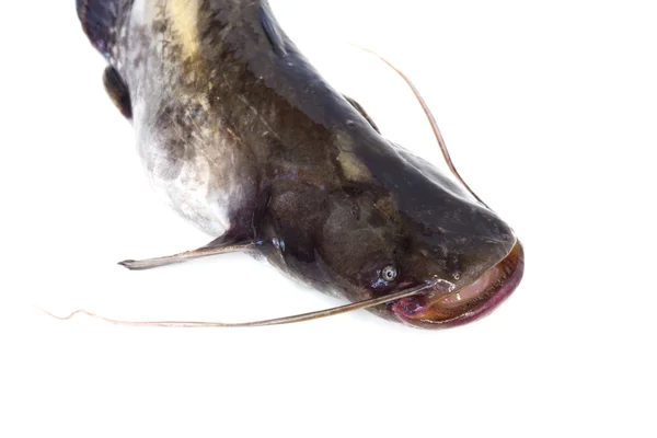 Big river catfish isolated on white — Stock Photo, Image