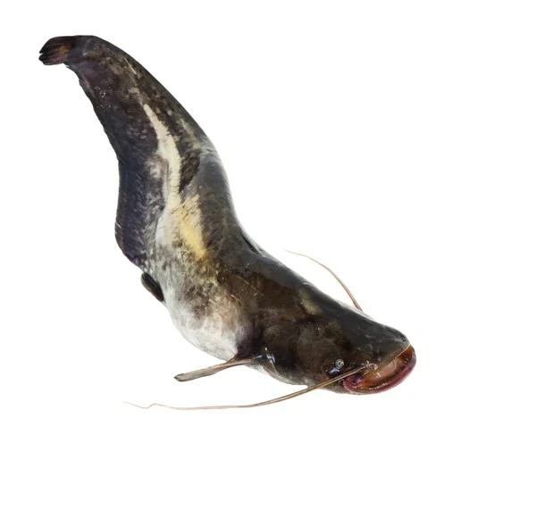 Big river catfish isolated on white — Stock Photo, Image