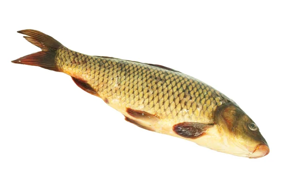 Carp on a white background — Stock Photo, Image