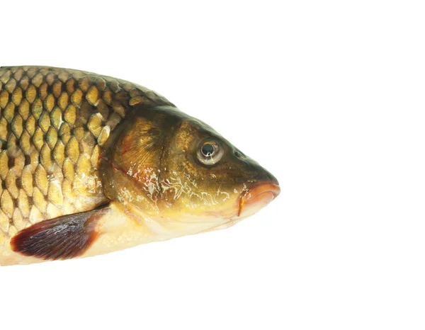 stock image Carp on a white background