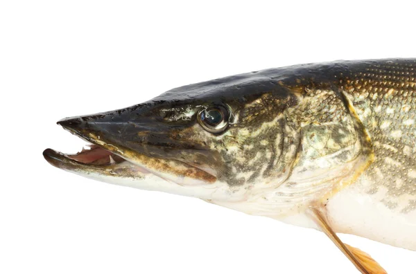 Head of the pike — Stock Photo, Image