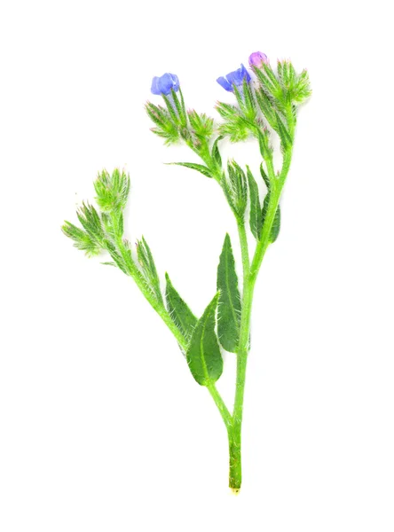 Knapweed kukka valkoisella pohjalla — kuvapankkivalokuva