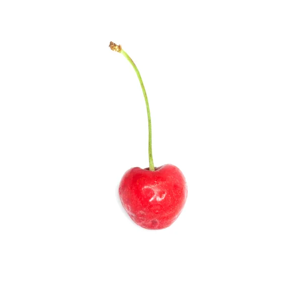 A ripe, juicy cherry — Stok fotoğraf