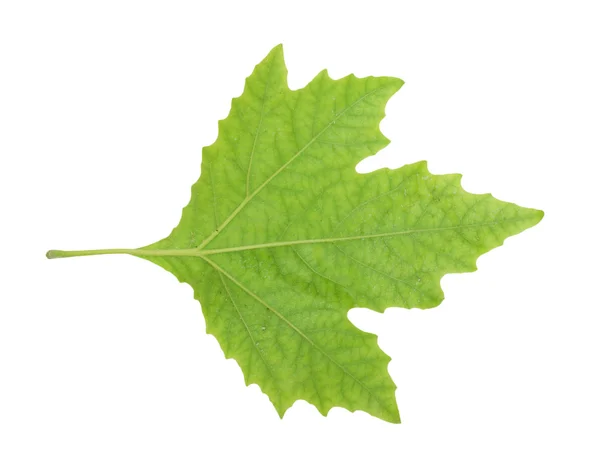 Klon zielony liść na białym tle — Zdjęcie stockowe