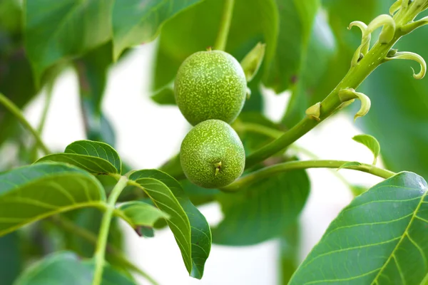 stock image Green walnuts growing on a tree, close up