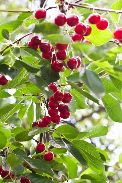 Cerises fraîches sur l'arbre — Photo