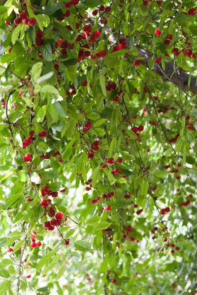 Körsbär på trädet — Stockfoto