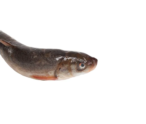Schizothorax - fisk från Centralasien — Stockfoto