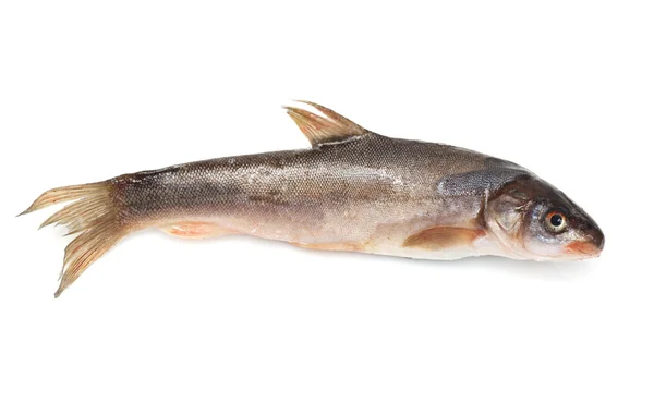 Schizothorax - ryba z Azji Środkowej — Zdjęcie stockowe