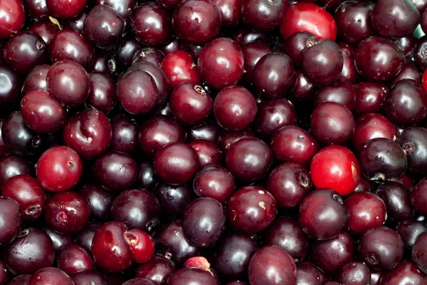 Black cherry in the background — Stock Photo, Image