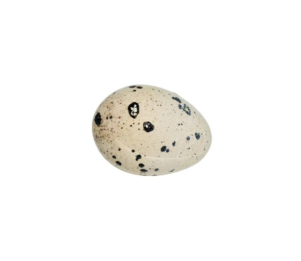 Satu telur puyuh. Terisolasi pada latar belakang putih — Stok Foto
